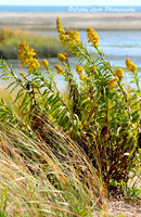 Yellow Flowers on the Beach - Vertical