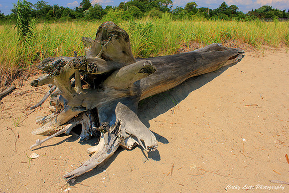 Beach Log