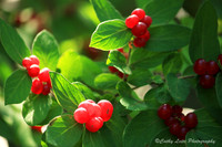 Red Berries