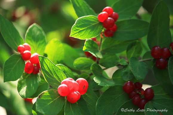 Red Berries
