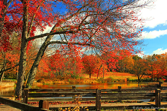 An Autumn View