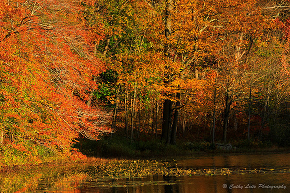 Autumn Colors