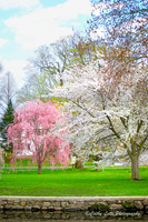Flowering Trees