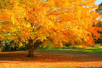 Sunlit Autumn Maple