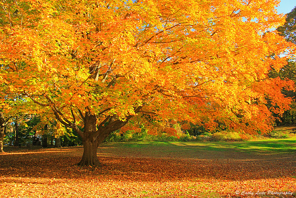 Sunlit Autumn Maple