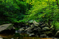 Peaceful Forest