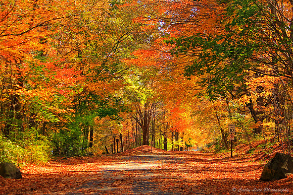 Autumn's Display
