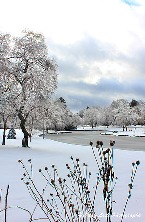 Snowy Duck Pond - Vertical