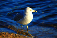 Seagull