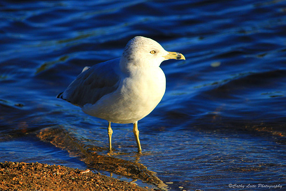 Seagull