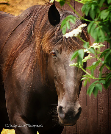 Portrait of a Horse