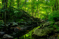 Stream Through the Forest