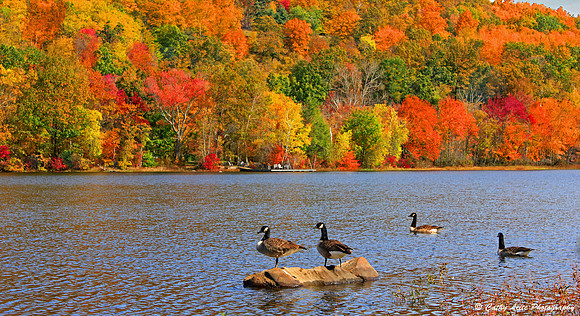 Geese in Autumn