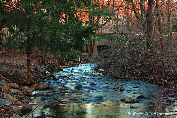 P-Sunset in the Forest