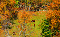 Cows Grazing