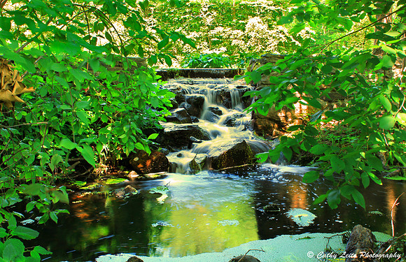 Oasis
