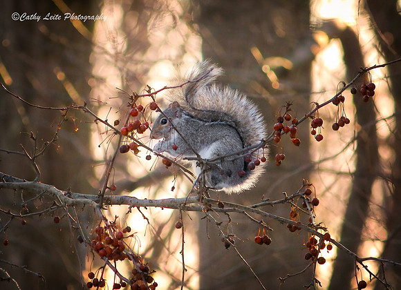 Squirrel in Sunlight