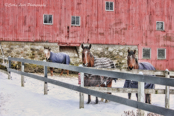 Three Horses