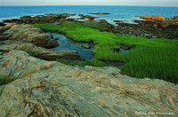 Grassy Shore