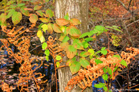 Leaf Display