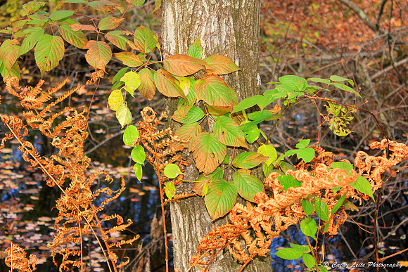 Leaf Display