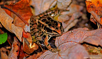 Forest Frog