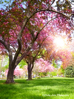 Springtime at the Green